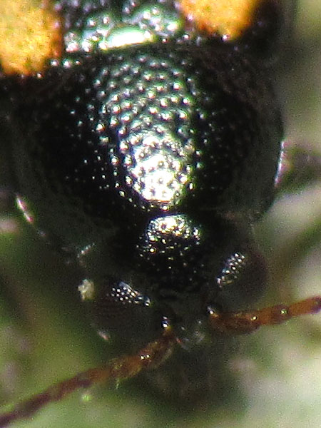 Chrysomelidae: Phyllotreta vittula? S.